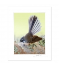 New Zealand Fantail: 6x8 Matted Print