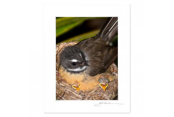 Fantail with Chicks: 6x8 Matted Print