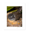 Fantail with Chicks: 6x8 Matted Print