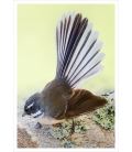 New Zealand Fantail: Card