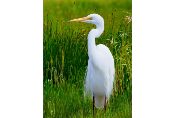 White Heron Kotuku