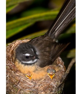 Fantail with Chicks