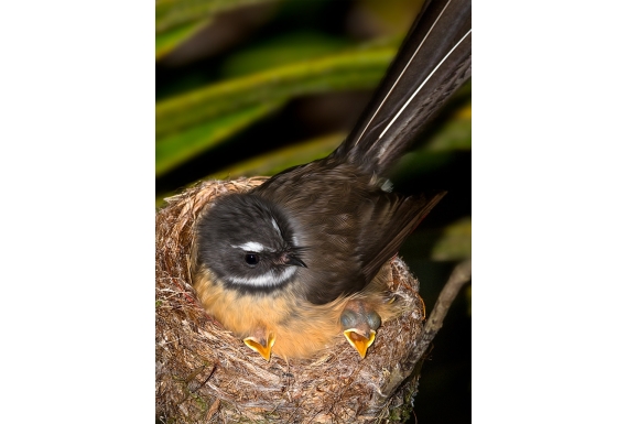 Fantail with Chicks