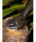 Fantail with Chicks