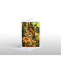 The Monarch Butterfly: Card