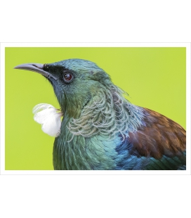 Tui Portrait: Card