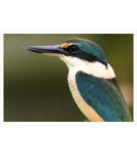 Sacred Kingfisher: Card