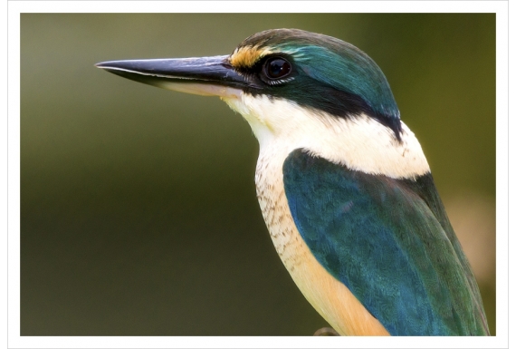 Sacred Kingfisher: Card