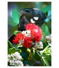 Tui in Summer Pohutukawa: Card