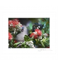 Tui in Summer Pohutukawa: 6x8 Matted Print