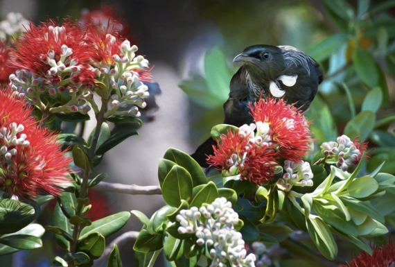 Tui in Kowhai, Dappled Light