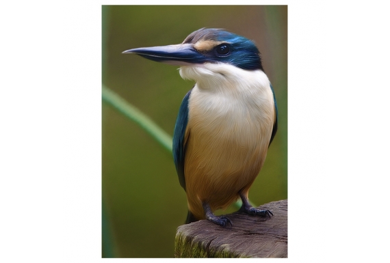 Kotare, the NZ Kingfisher