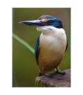 Kotare, the NZ Kingfisher