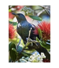 Tui in Pohutukawa