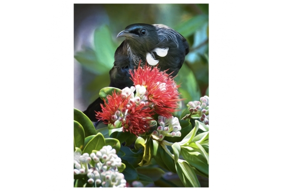 Tui in Pohutukawa