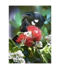 Tui in Summer Pohutukawa