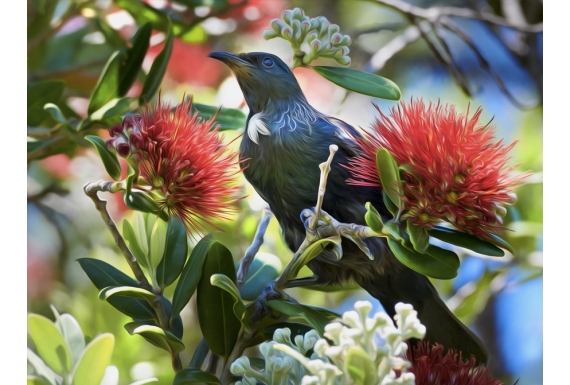 Fantail with Chicks