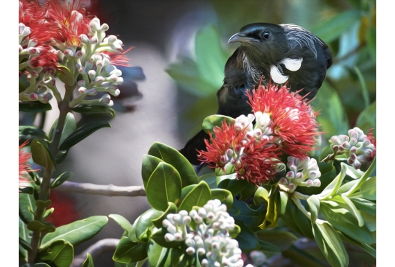 Tui in Pohutukawa