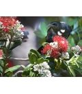 Tui in Summer Pohutukawa - ONE ONLY