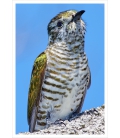 Shining Cuckoo, Pipiwharauroa: Card