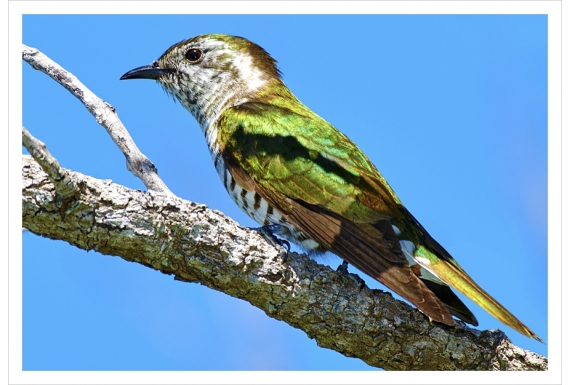 Shining Cuckoo, Pipiwharauroa: Card