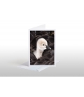 Cygnet riding on its Mother's back: Card