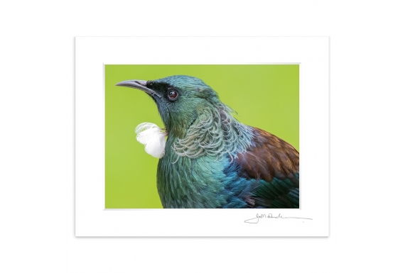 Tui Portrait (landscape): 6x8 Matted Print