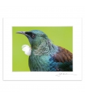 Tui Portrait closeup (landscape): 6x8 Matted Print