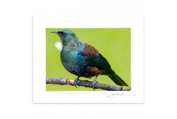 Tui Portrait (landscape): 6x8 Matted Print