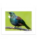 Tui Portrait (landscape): 6x8 Matted Print