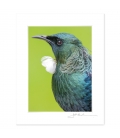 Tui Portrait closeup (portrait): 6x8 Matted Print