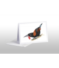 Saddleback, Tieke: Card