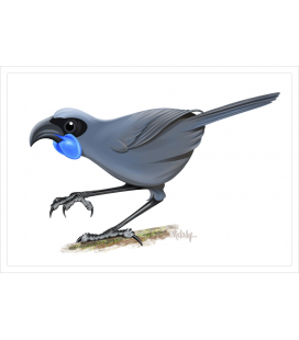 Kokako, blue-wattled crow: Card