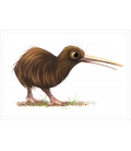 Brown Kiwi : Card