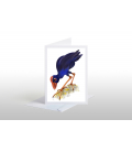 The Pukeko : Card