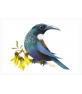 Tui with Kowhai flowers: Card