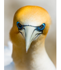 Gannet Gaze - ONE ONLY