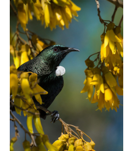 Tui in Kowhai, Point Wells - ONE ONLY