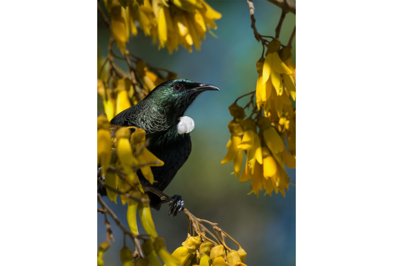 Tui in Kowhai, Point Wells - ONE ONLY