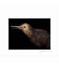 Little Brown Kiwi: 6x8 Matted Print