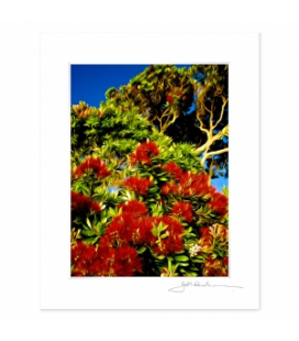 Pohutukawas: 6x8 Matted Print