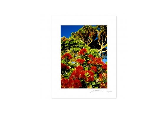 Pohutukawas: 6x8 Matted Print