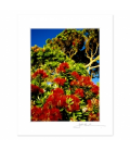 Pohutukawas: 6x8 Matted Print