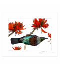 Tui in Flame Tree: 6x8 Matted Print