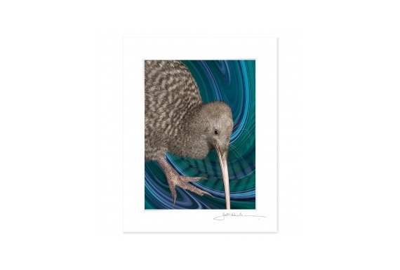 NZ Iconography, Great Spotted Kiwi: 6x8 Matted Print