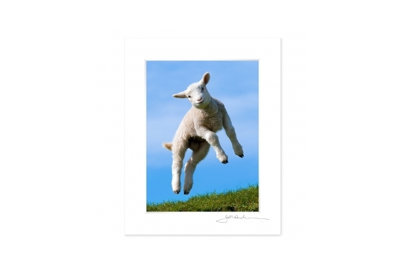 Leaping Lamb: 6x8 Matted Print