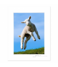 Leaping Lamb: 6x8 Matted Print