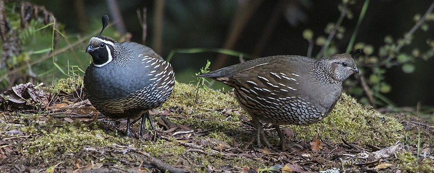 The Season of the Quail