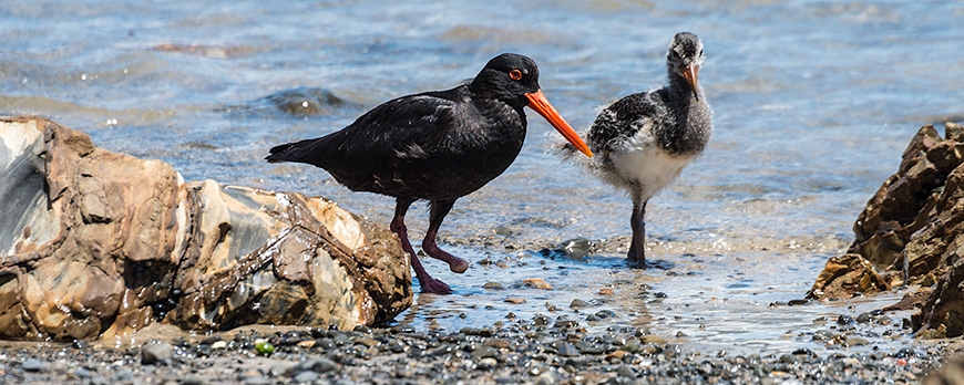 Oystercatcher One Foot