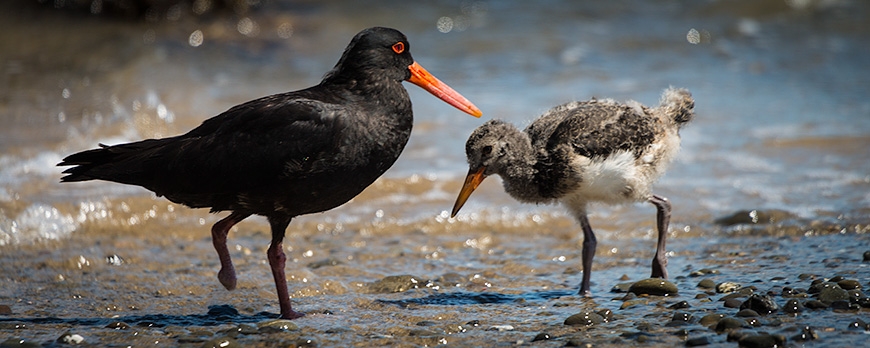 Oystercatcher One Foot